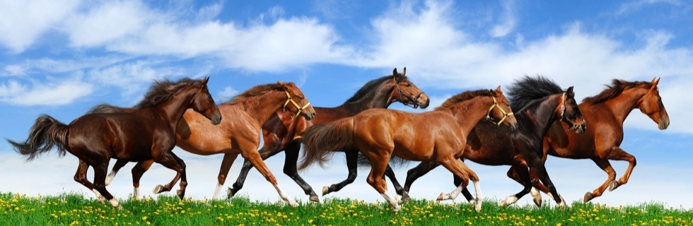 Les chevaux